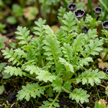 Nemophila Penny Black Seeds – Black & White Blooms