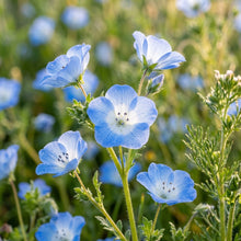 Nemophila Menziesii Seeds – Baby Blue Carpet Flowers