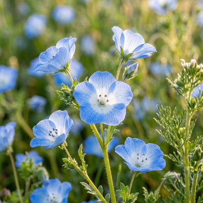 Nemophila Menziesii Seeds – Baby Blue Carpet Flowers