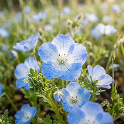 Nemophila Menziesii Seeds – Baby Blue Carpet Flowers