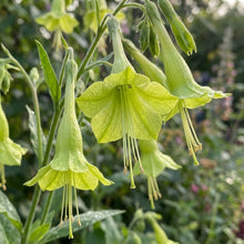 Nicotiana Langsdorffii Seeds – Graceful Green Blooms