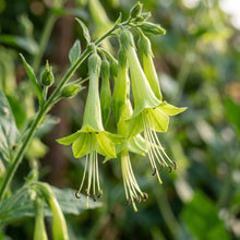 Nicotiana Langsdorffii Seeds – Graceful Green Blooms