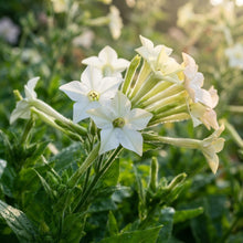 Nicotiana Affinis Flower Seeds for Planting