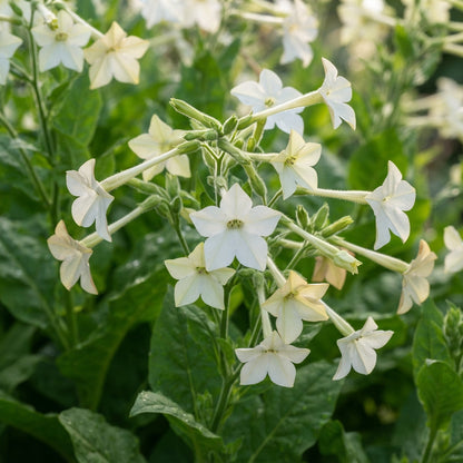 Nicotiana Affinis Flower Seeds for Planting