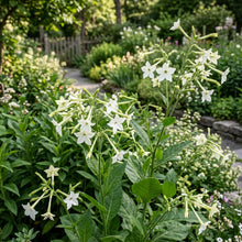 Nicotiana Starlight Dancer Seeds – Elegant White Blooms