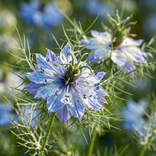 Nigella Delft Blue Seeds – Decorative Blue Flowers