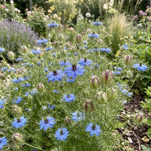 Nigella Delft Blue Seeds – Decorative Blue Flowers
