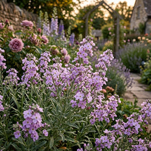 Night Scented Stock Flower Seeds For Planting