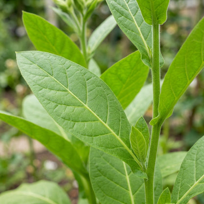 Night Scented Tobacco Flower Seeds