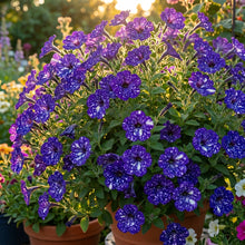Night Sky Petunia Flower Seeds for Planting - Decorative Petunia Seeds