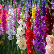Gladioli Mixed Summer Bulbs – Multicoloured Gladiolus Sword Lily Perennial Corms