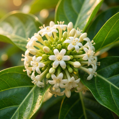 Noni (Cheese Fruit) Seeds for Planting