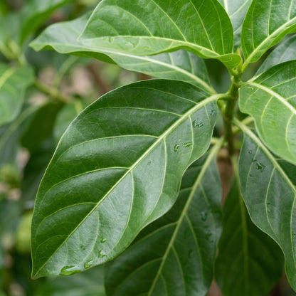 Noni (Cheese Fruit) Seeds for Planting