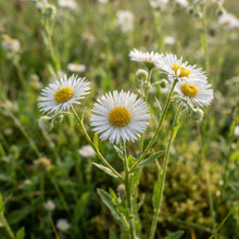 Erigeron borealis Flower Seeds for Planting