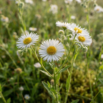 Erigeron borealis Flower Seeds for Planting