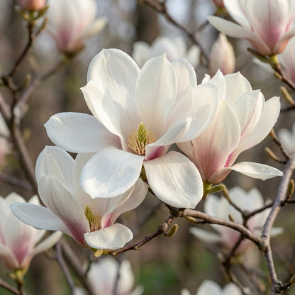 Northern Magnolia Tree Seeds for Planting