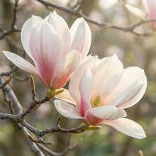 Northern Magnolia Tree Seeds for Planting