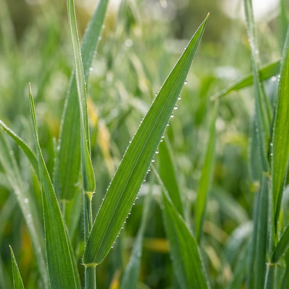 Oat Seeds Grain Crop for Garden Growing