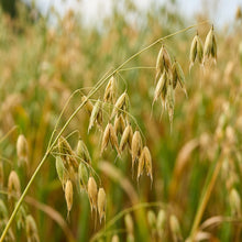 Oat Seeds Grain Crop for Garden Growing