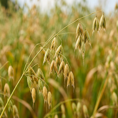 Oat Seeds Grain Crop for Garden Growing