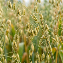 Oat Seeds Grain Crop for Garden Growing