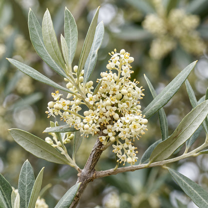 Olive Tree Seeds for Planting