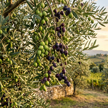 Olive Tree Seeds for Planting