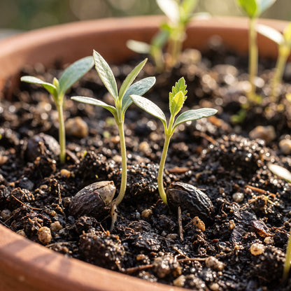Olive Tree Seeds for Planting