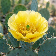 Yellow Opuntia Macrorhiza Seeds - Cactus Flower Seeds for Garden
