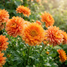 Orange Aster Flower Seeds for Garden Planting
