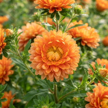 Orange Aster Flower Seeds for Garden Planting