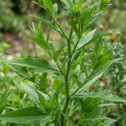 Orange Aster Flower Seeds for Garden Planting