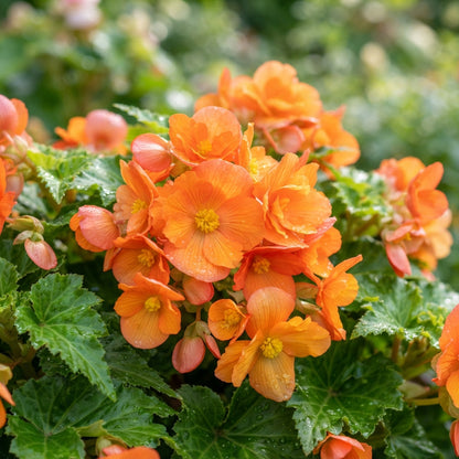Orange Begonia Flower Seeds - Orange Begonia Flower Seeds for Garden