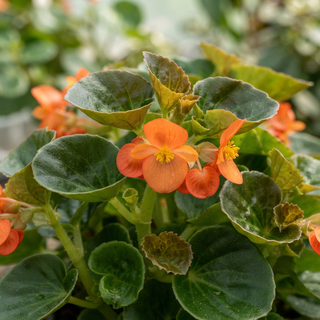 Orange Begonia Flower Seeds - Orange Begonia Flower Seeds for Garden