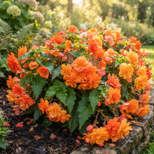 Orange Begonia Flower Seeds - Orange Begonia Flower Seeds for Garden