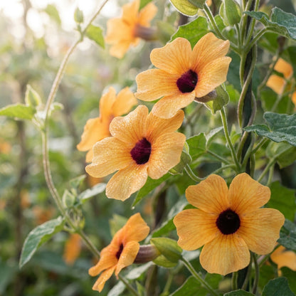 Orange Black-Eyed Thunbergia Seeds for Planting