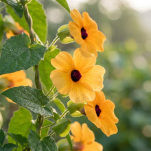 Orange Black-Eyed Thunbergia Seeds for Planting