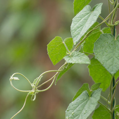 Orange Black-Eyed Thunbergia Seeds for Planting