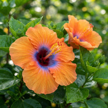 Orange Blue Hibiscus Seeds for Planting