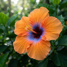 Orange Blue Hibiscus Seeds for Planting
