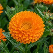 Bright Orange Calendula Flower Seeds For Planting