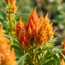 Orange Celosia Flower Seeds for Planting