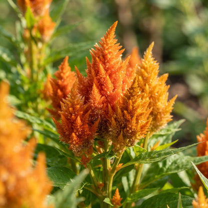 Orange Celosia Flower Seeds for Planting