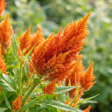 Orange Celosia Flower Seeds for Planting