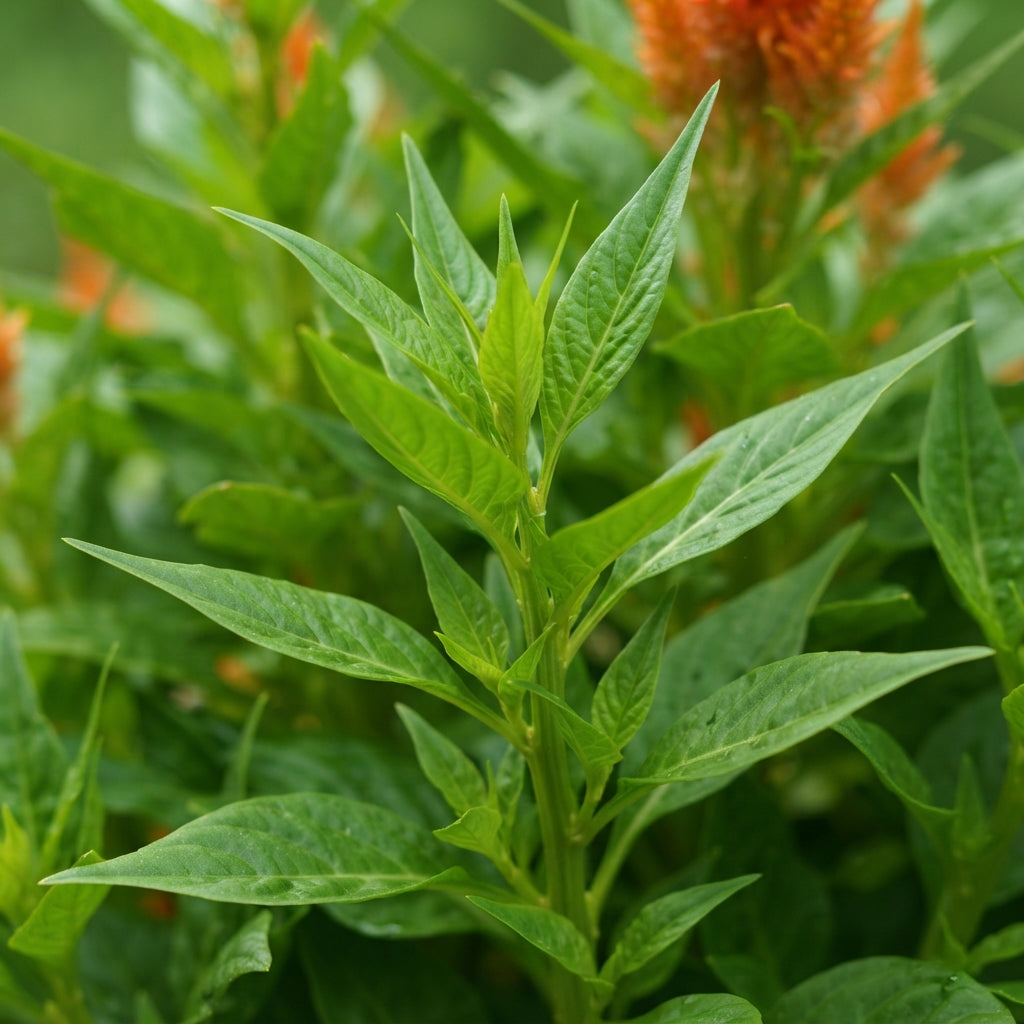 Orange Celosia Flower Seeds for Planting