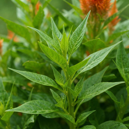 Orange Celosia Flower Seeds for Planting