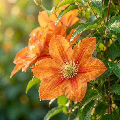 Orange Clematis Flower Seeds for Planting