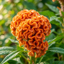 Orange Cockscomb Flower Seeds For Planting