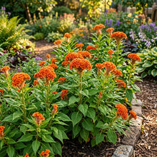 Orange Cockscomb Flower Seeds For Planting