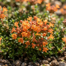 Orange Creeping Thyme Seeds for Planting